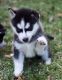 Siberian Husky Puppies for sale in San Francisco, San Antonio, TX 78201, USA. price: NA