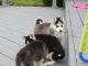 Siberian Husky Puppies for sale in Portsmouth, RI 02871, USA. price: NA