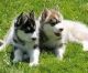 Siberian Husky Puppies for sale in Portsmouth, RI 02871, USA. price: NA