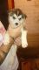 Siberian Husky Puppies for sale in Dallas Township, PA, USA. price: NA