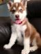 Siberian Husky Puppies for sale in Ruidoso, Rio, New Mexico, USA. price: NA