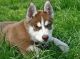 Siberian Husky Puppies for sale in Beverley Rd, Brooklyn, NY, USA. price: NA