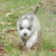 Siberian Husky Puppies for sale in Colorado Blvd, Denver, CO, USA. price: NA