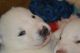 Siberian Husky Puppies for sale in Florida Ave, Miami, FL 33133, USA. price: NA