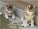 Siberian Husky Puppies for sale in CA-1, Mill Valley, CA 94941, USA. price: NA