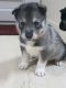 Siberian Husky Puppies for sale in California Ave, South Gate, CA 90280, USA. price: NA