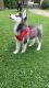 Siberian Husky Puppies for sale in Santa Fe, NM, USA. price: NA