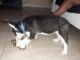 Siberian Husky Puppies for sale in Edison Ave, Chino, CA 91710, USA. price: NA