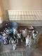 Siberian Husky Puppies for sale in Alexandria, OH 43001, USA. price: NA