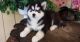 Siberian Husky Puppies for sale in Chicago, IL 60602, USA. price: NA
