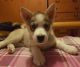 Siberian Husky Puppies for sale in England, AR 72046, USA. price: NA