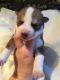 Siberian Husky Puppies for sale in Court Pl, Denver, CO, USA. price: NA