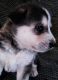 Siberian Husky Puppies for sale in Barstow, CA, USA. price: NA