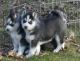 Siberian Husky Puppies for sale in Long Beach, CA, USA. price: $800