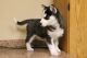 Siberian Husky Puppies for sale in Denison, IA 51442, USA. price: NA