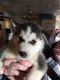 Siberian Husky Puppies for sale in United States. price: NA