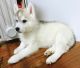 Siberian Husky Puppies for sale in Fullerton, CA 92832, USA. price: NA