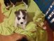 Siberian Husky Puppies for sale in Temple, TX, USA. price: $700