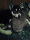 Siberian Husky Puppies for sale in South Bend, IN 46619, USA. price: NA
