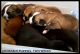 Siberian Husky Puppies for sale in Battle Ground, WA 98604, USA. price: NA