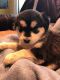 Siberian Husky Puppies for sale in New Hill, NC 27562, USA. price: NA