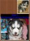 Siberian Husky Puppies for sale in Mancelona, MI 49659, USA. price: $750