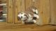 Siberian Husky Puppies for sale in Louisburg, NC 27549, USA. price: NA