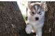 Siberian Husky Puppies for sale in San Jose, Costa Mesa, CA 92626, USA. price: NA