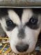 Siberian Husky Puppies for sale in Millersburg, OH 44654, USA. price: NA