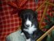 Siberian Husky Puppies for sale in Hainesport, NJ, USA. price: NA