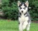Siberian Husky Puppies for sale in Bozeman, MT, USA. price: NA