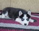 Siberian Husky Puppies for sale in California Automobile Museum, 2200 Front St, Sacramento, CA 95818, USA. price: NA