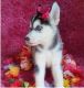 Siberian Husky Puppies for sale in Toledo, OH, USA. price: NA
