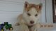 Siberian Husky Puppies for sale in Lakeville, OH 44638, USA. price: NA