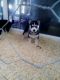 Siberian Husky Puppies for sale in California Ave, Quincy, MA 02169, USA. price: NA