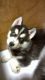 Siberian Husky Puppies for sale in Dittmer, MO 63023, USA. price: $750