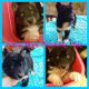 Siberian Husky Puppies for sale in Hickory, NC, USA. price: $850