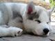 Siberian Husky Puppies for sale in Wyoming, MN, USA. price: NA