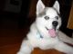 Siberian Husky Puppies for sale in Wyoming, MN, USA. price: NA