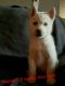 Siberian Husky Puppies for sale in Hicksville, OH 43526, USA. price: $550
