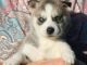 Siberian Husky Puppies for sale in NM-597, Teec Nos Pos, NM 86514, USA. price: NA