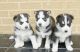 Siberian Husky Puppies for sale in Emory, TX 75440, USA. price: NA