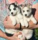 Siberian Husky Puppies for sale in NC-49, Concord, NC, USA. price: NA
