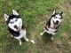 Siberian Husky Puppies for sale in MD-355, Bethesda, MD, USA. price: $300