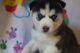 Siberian Husky Puppies for sale in Plant City, FL, USA. price: NA