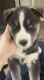 Siberian Husky Puppies for sale in Lewistown, PA 17044, USA. price: NA