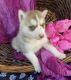 Siberian Husky Puppies for sale in Grabill, IN 46741, USA. price: NA