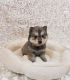 Siberian Husky Puppies for sale in Shawnee, OK, USA. price: NA