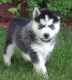 Siberian Husky Puppies for sale in Montreal, QC, Canada. price: NA