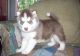 Siberian Husky Puppies for sale in Manchaca, TX 78652, USA. price: NA